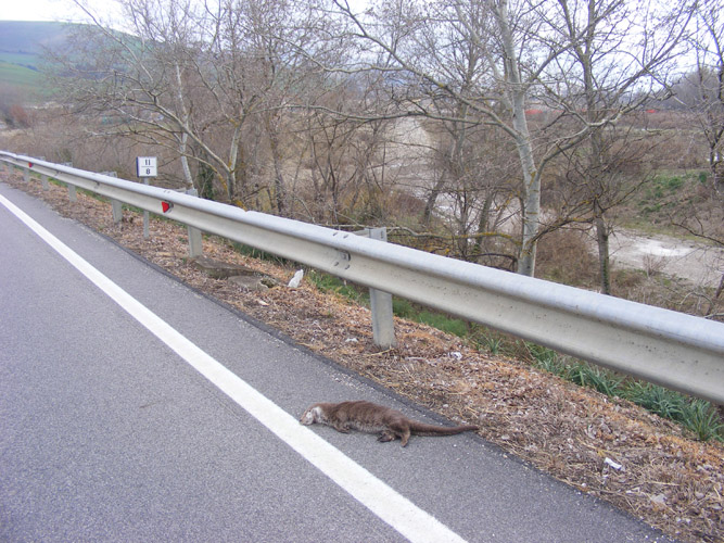 La lontra nell''Appennino meridionale